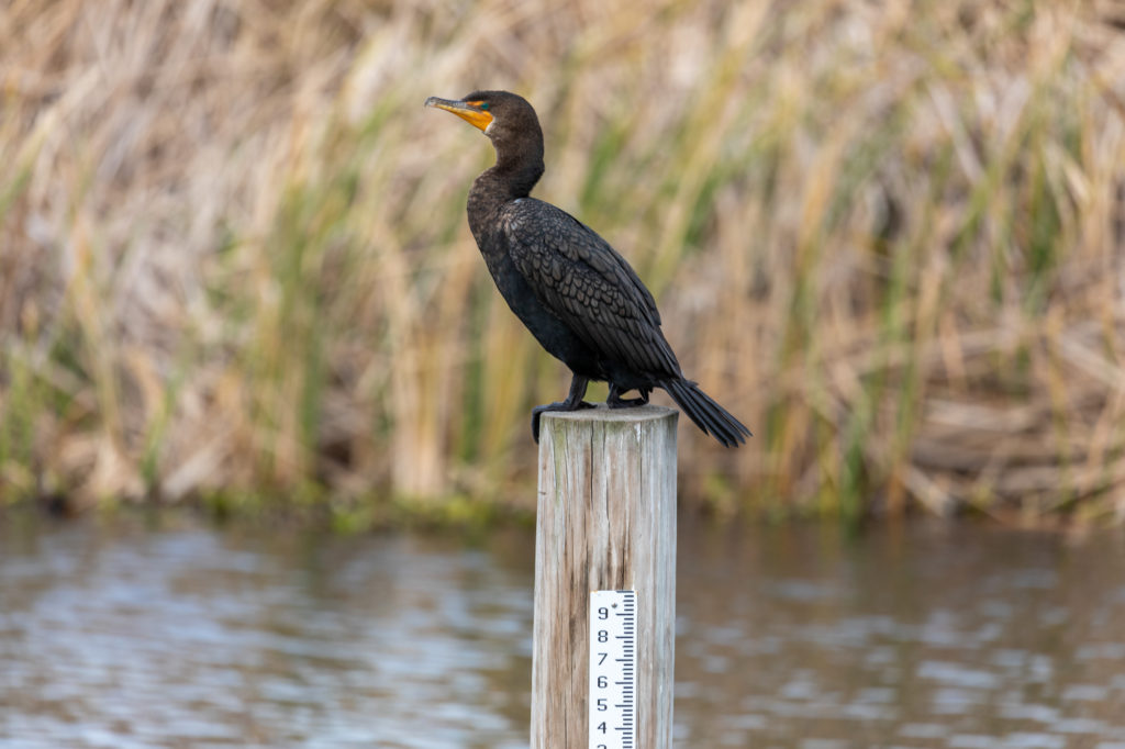 Double-crested Cormorant at Sweetwater Wetlands Park