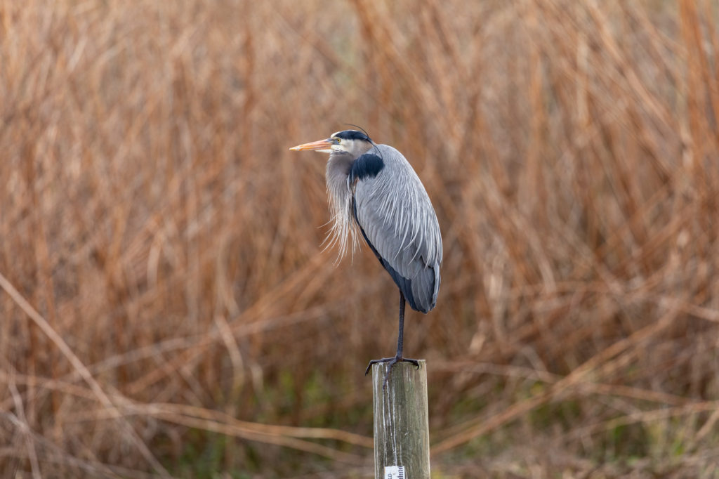 Great Blue Heron at Sweetwater Wetlands Park
