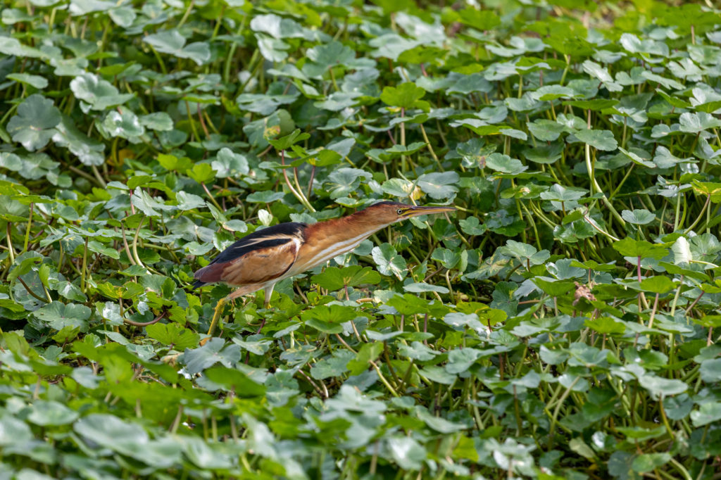 Least Bittern at Sweetwater Wetlands Park