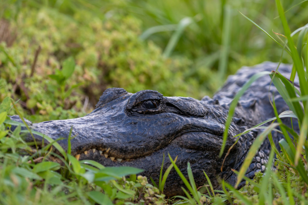 American Alligator Closeup