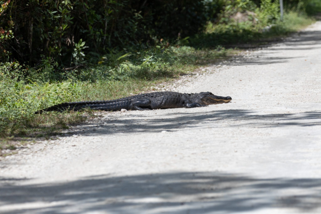 American Alligator on the Road