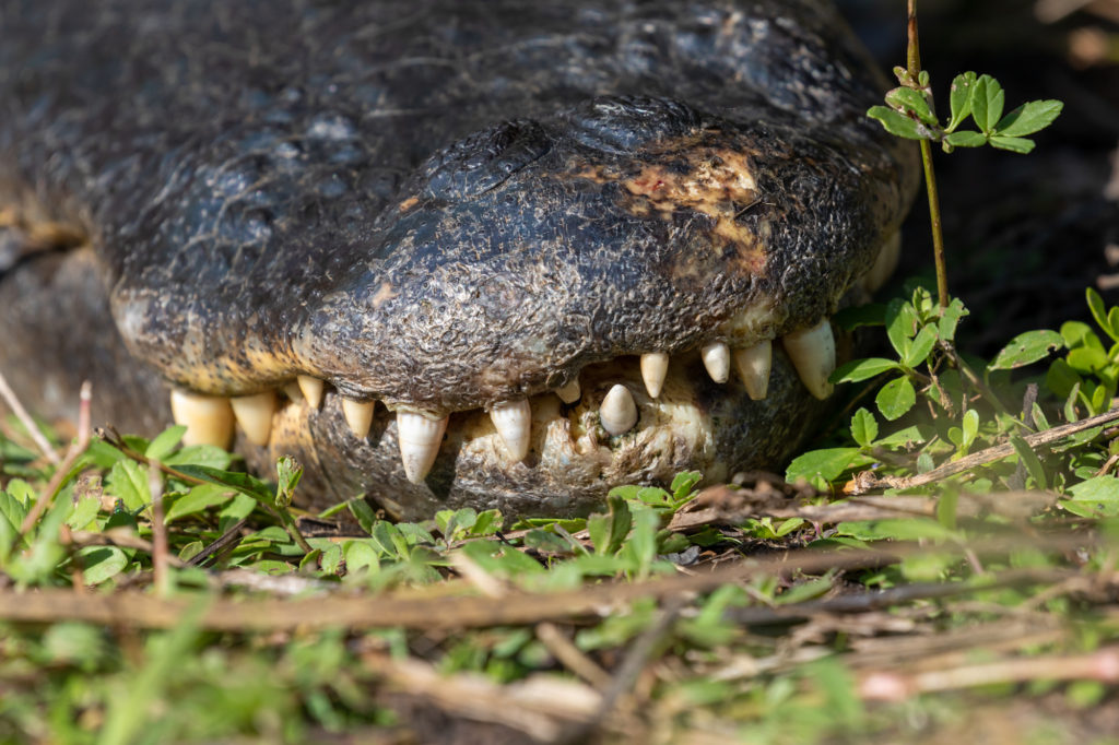 American Alligator Super Closeup