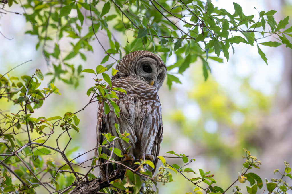 Barred Owl at Fakahatchee