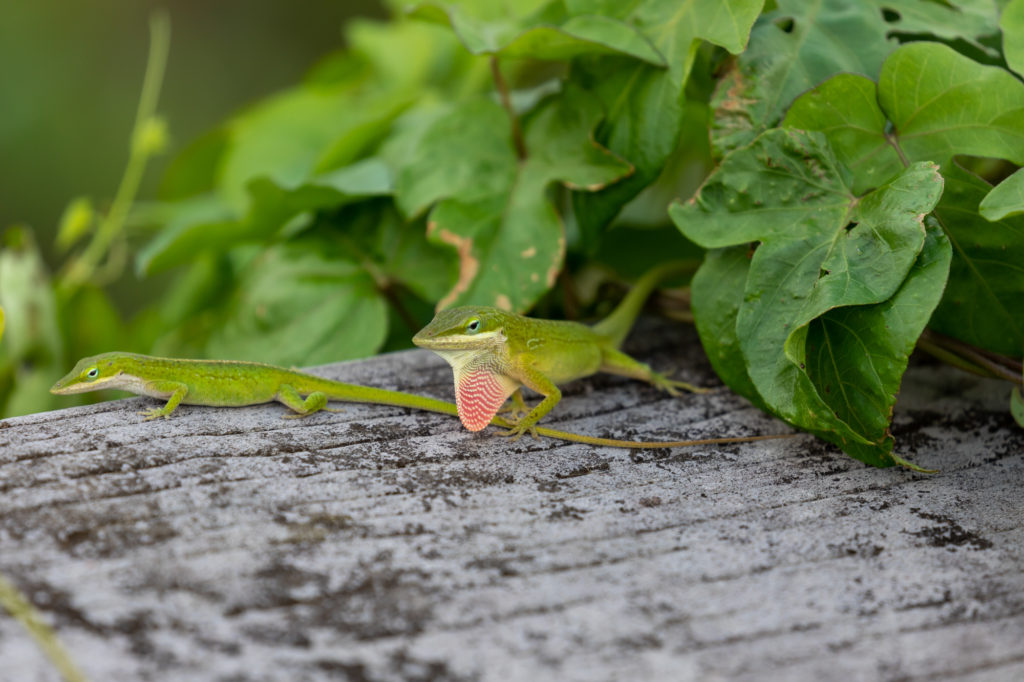 Green Anole Pair