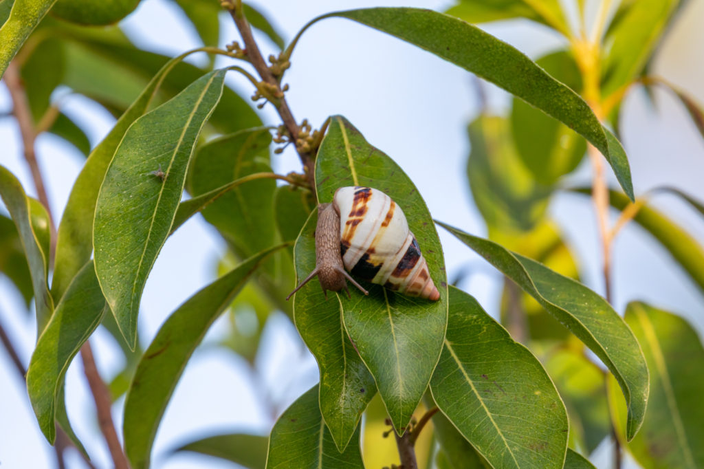 Liguus Tree Snail (2)