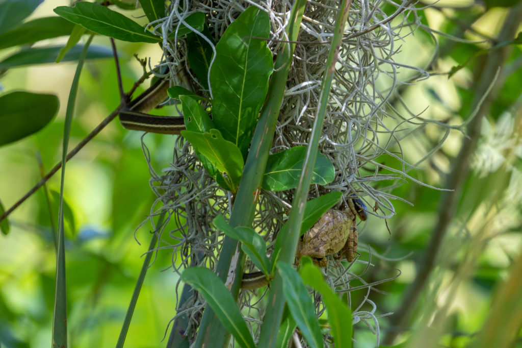 Peninsula Ribbon Snake with Cuban Tree Frog (1)