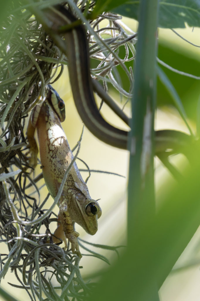 Peninsula Ribbon Snake with Cuban Tree Frog (2)