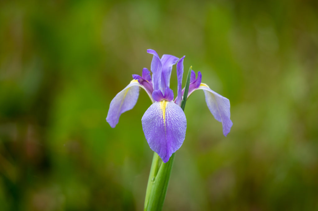 Savanna Iris