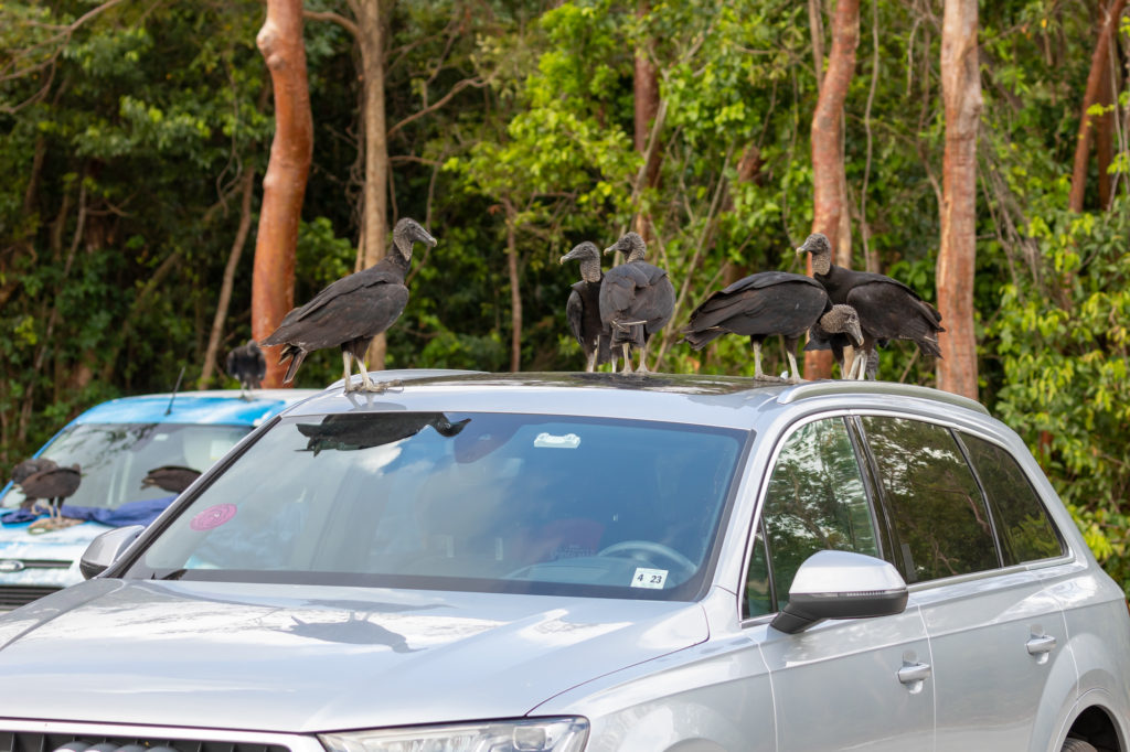 Vultures Eating Car
