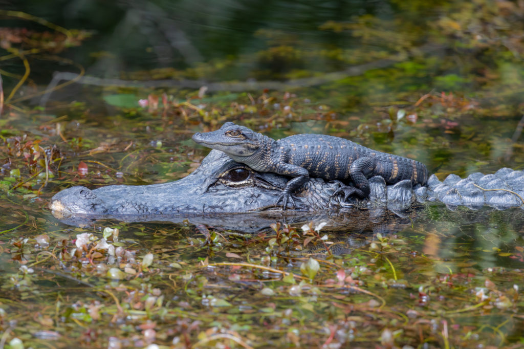 Young Alligator on top of Adult (1)