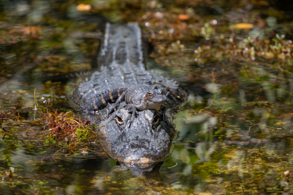 Young Alligator on top of Adult (2)