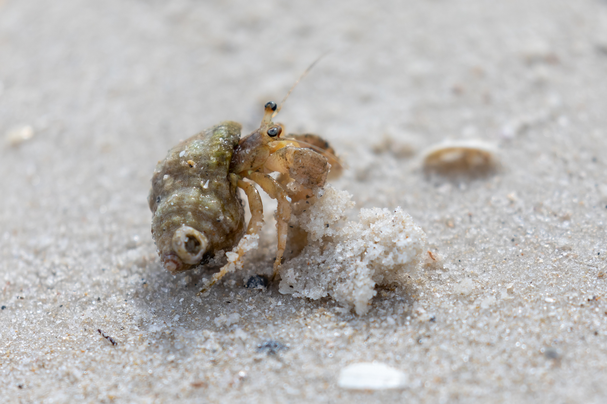 Long-claw Hermit Crab (1)
