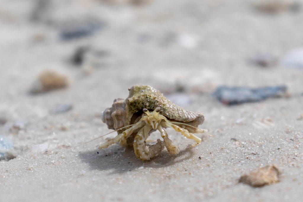 Long-claw Hermit Crab (2)