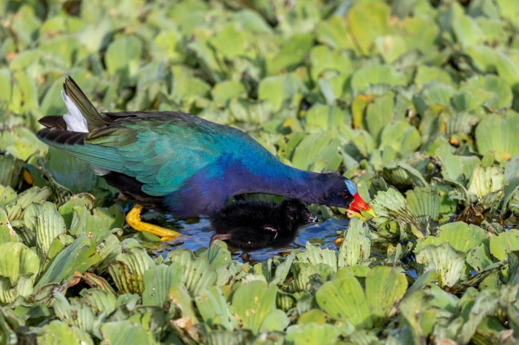 Purple Gallinule Parent and Chick
