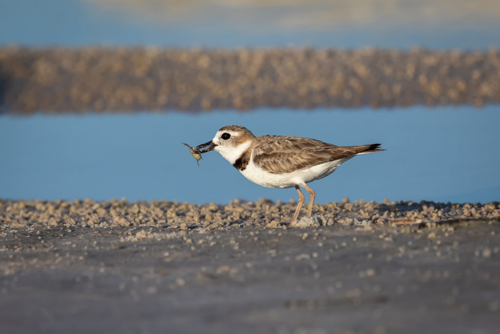 Wilson's Plover with Crab