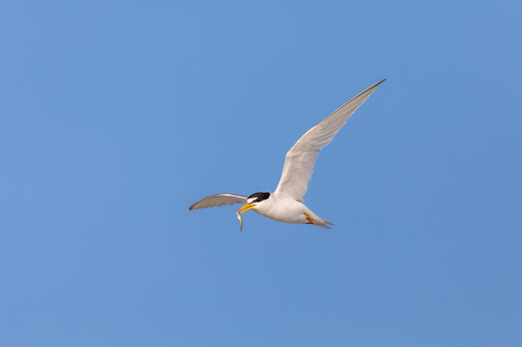 Least Tern in Flight with Fish