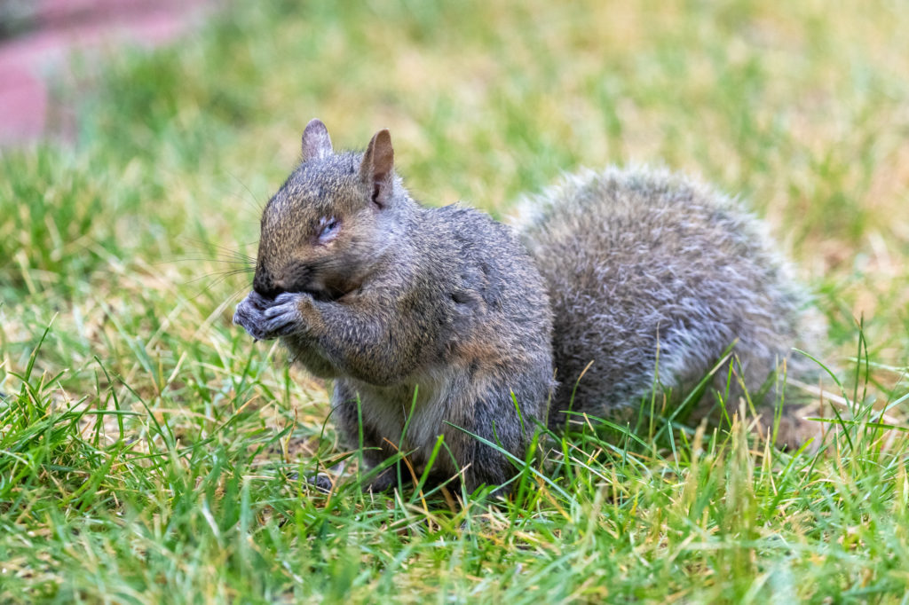 Gray Squirrel AKA Chubby Pirate