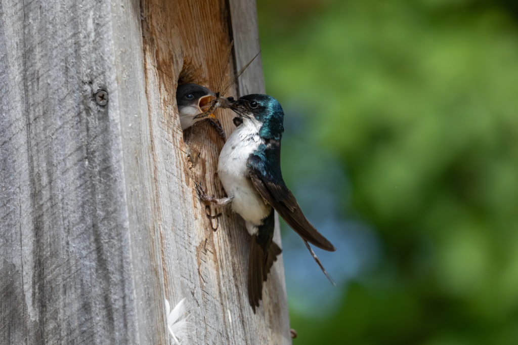 Tree Swallow Feeding a Dragonfly to Chick