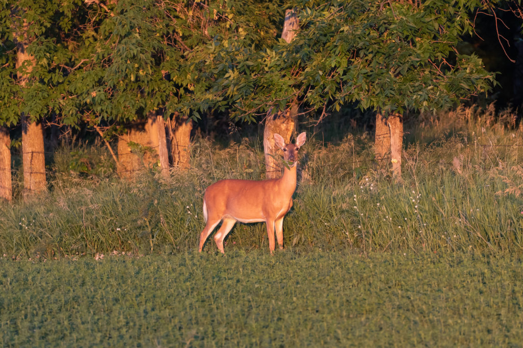 White-tailed Deer in Sunset Light