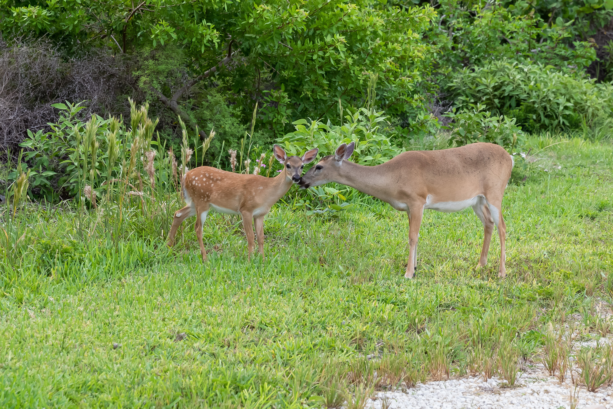 Key Deer Mom and Fawn
