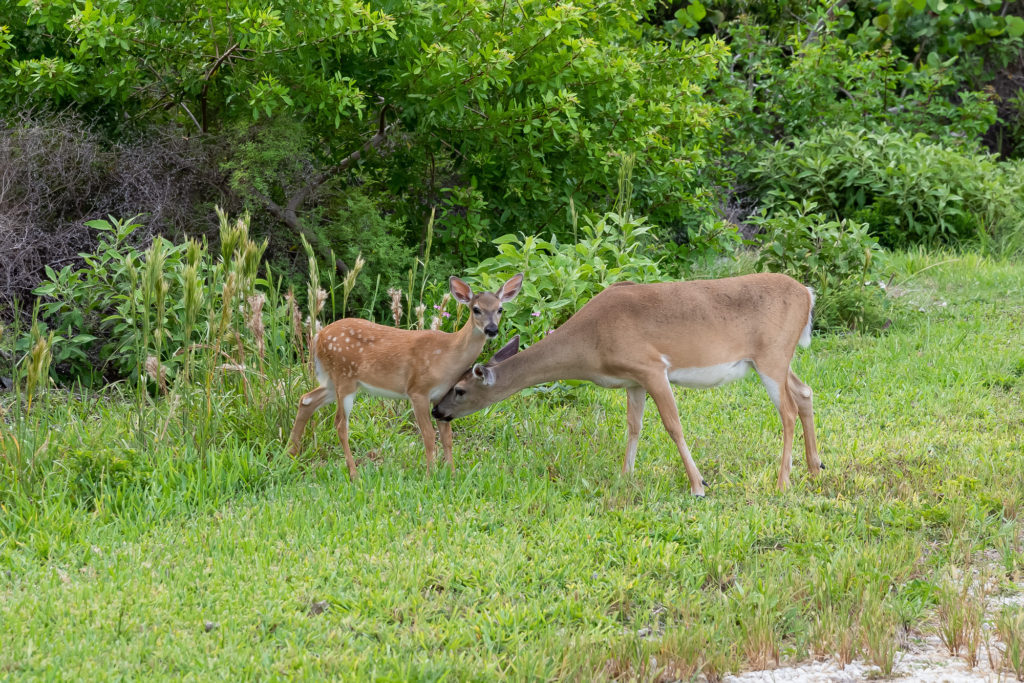 Key Deer Mom and Fawn