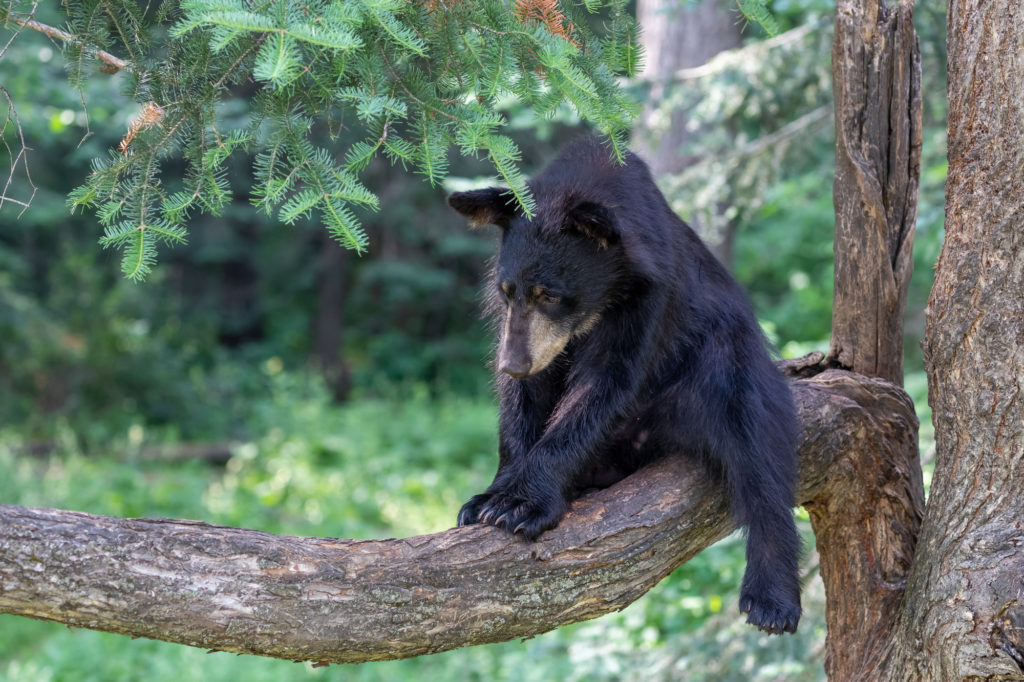 Tired Black Bear Cub