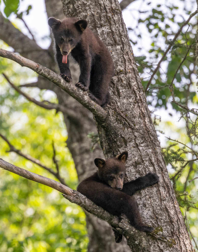 Black Bear Cubs in Tree