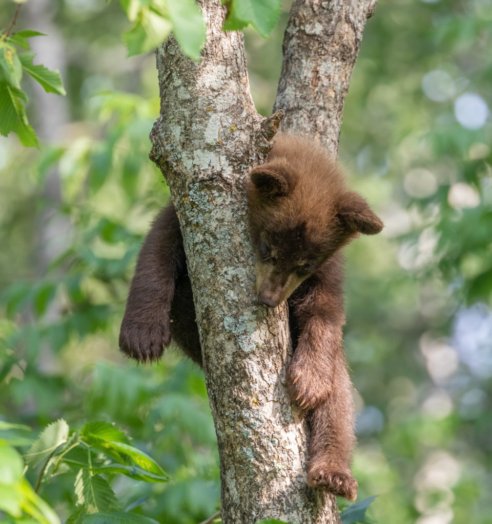 Black Bear Cub Sleeping in Tree