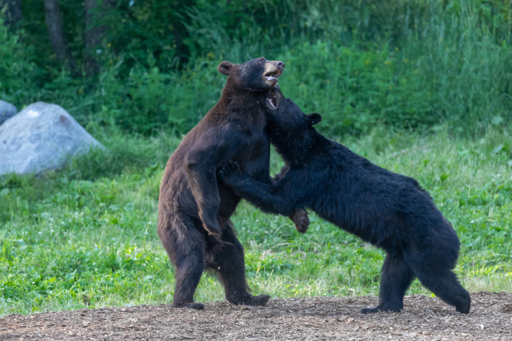 Black Bears Play Fighting