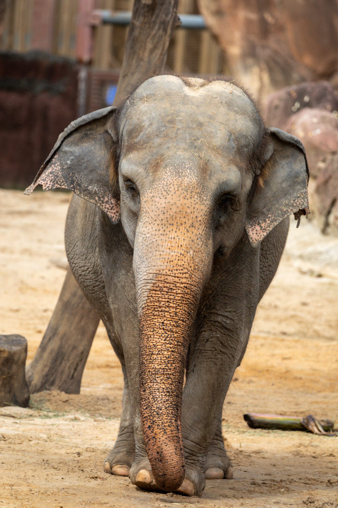 Elephant - Busch Gardens Tampa Bay