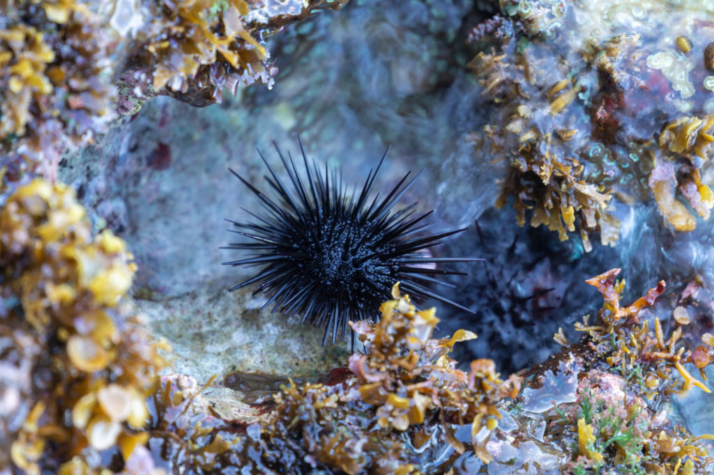 Atlantic Long-spined Sea Urchin