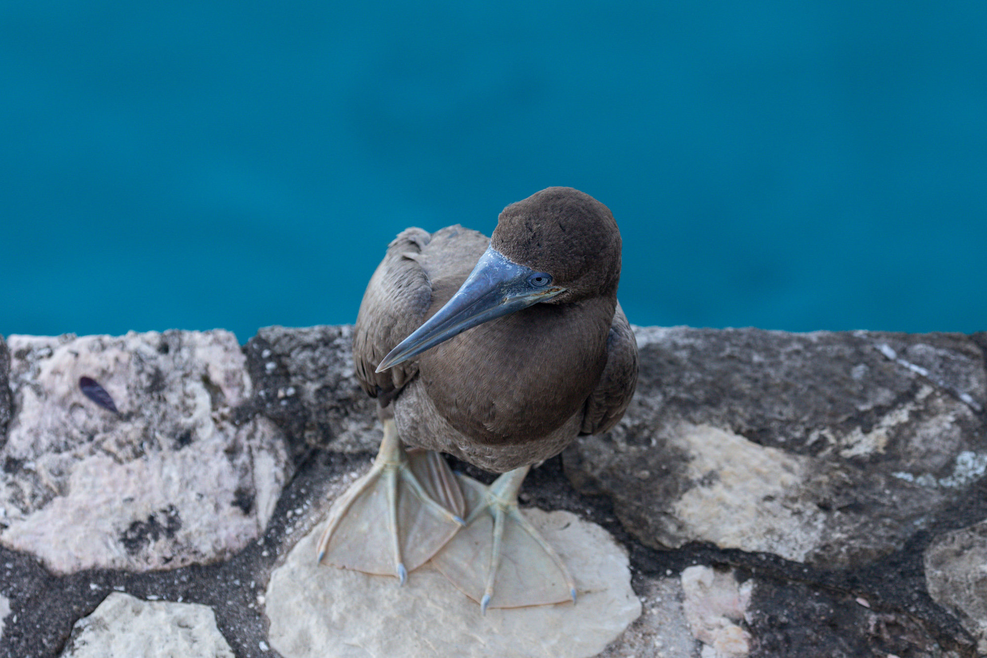 Brown Booby (1)
