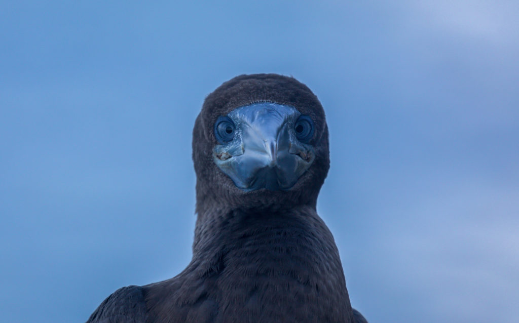 Brown Booby (2)