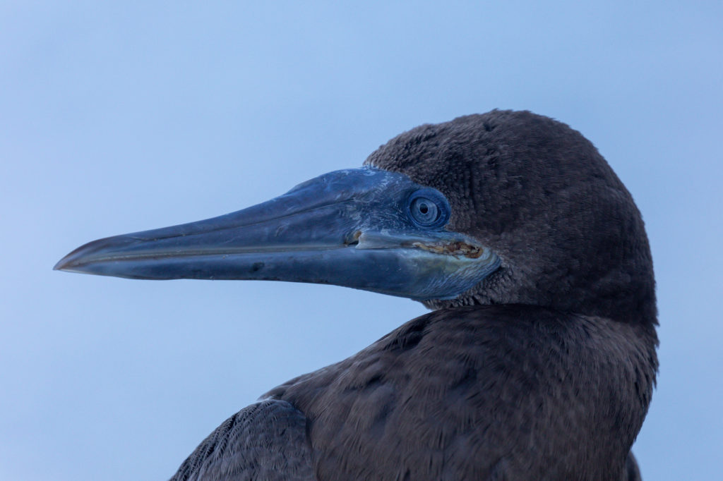 Brown Booby (3)