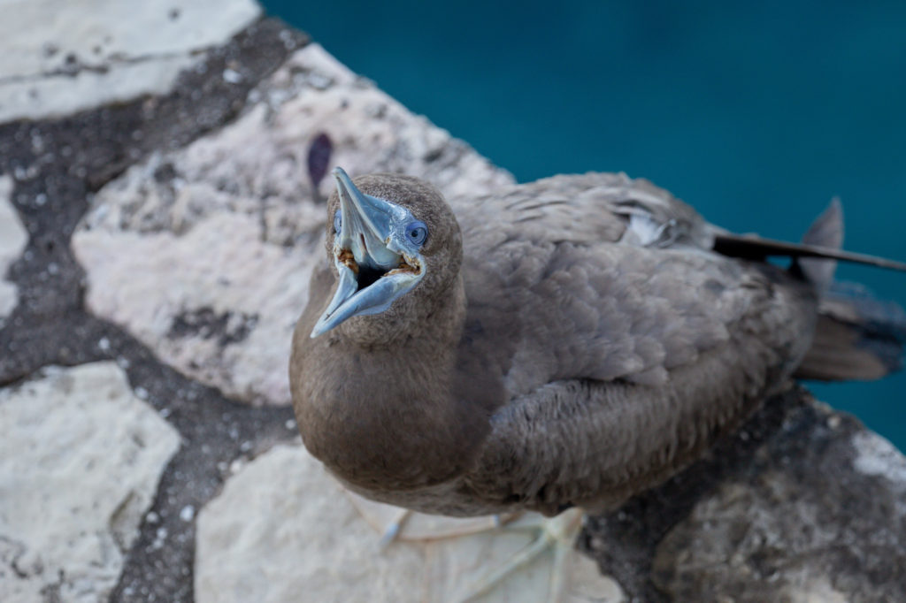 Brown Booby (4)