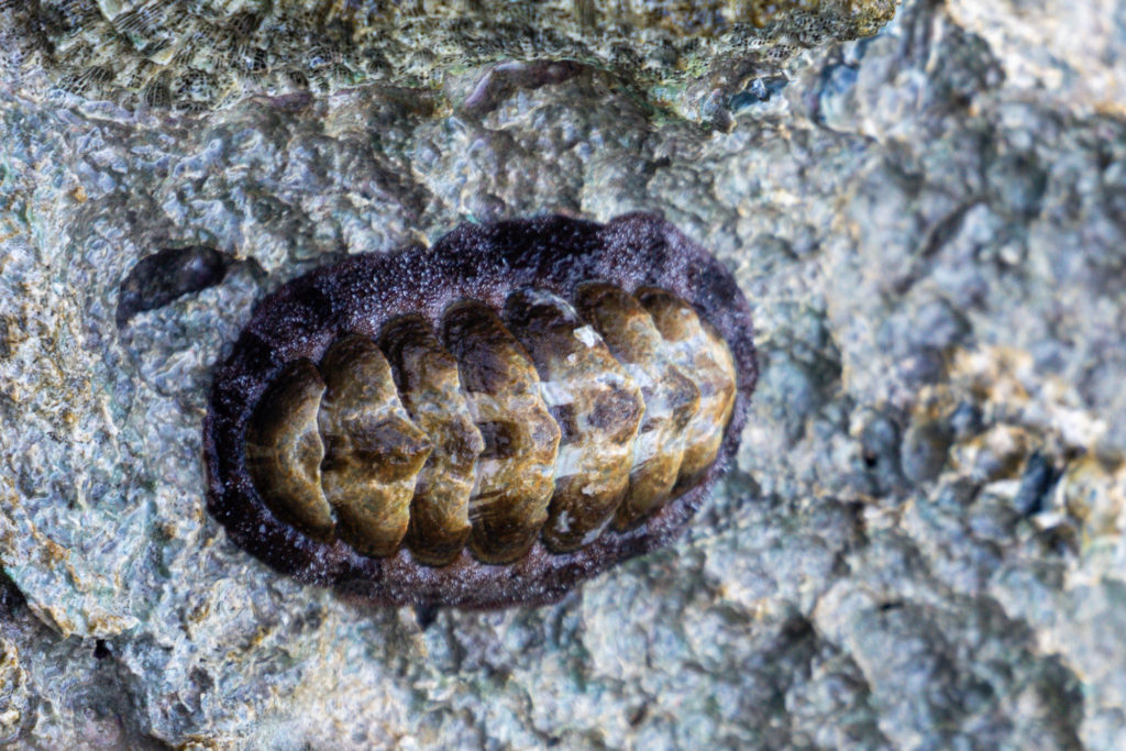 West Indian Fuzzy Chiton