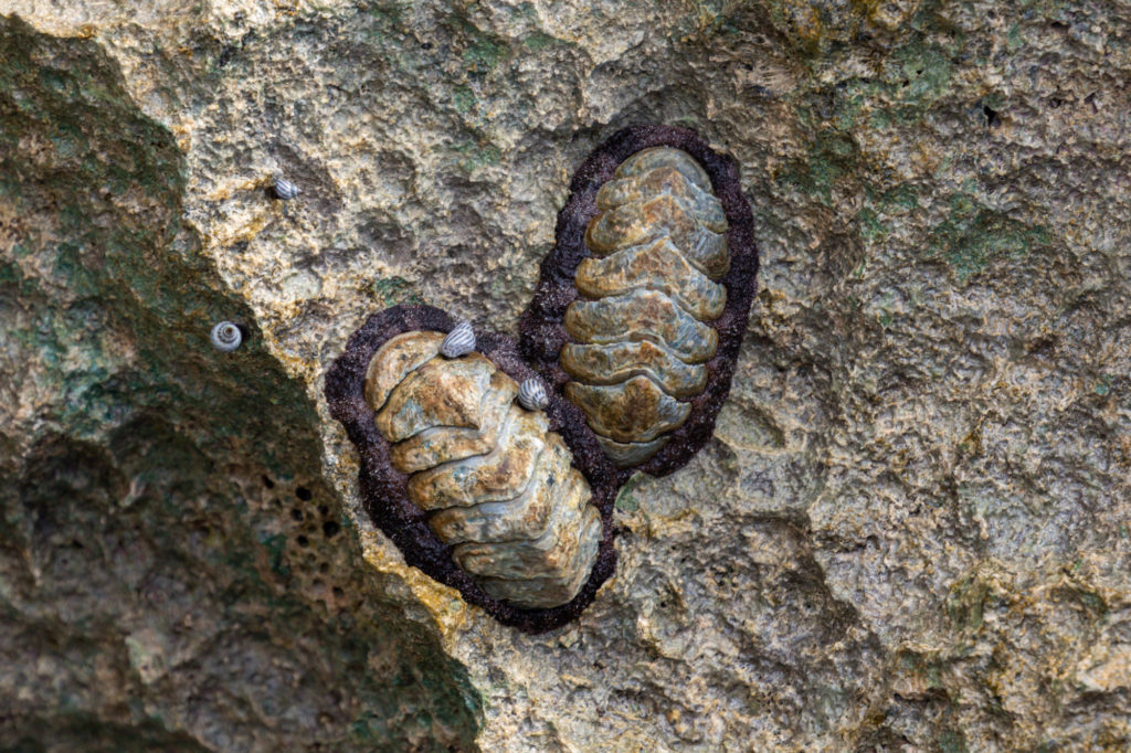 West Indian Fuzzy Chitons