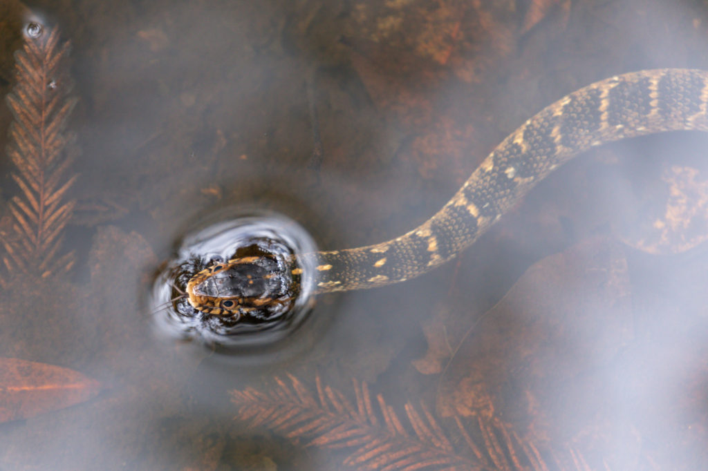 Baby Banded Water Snake