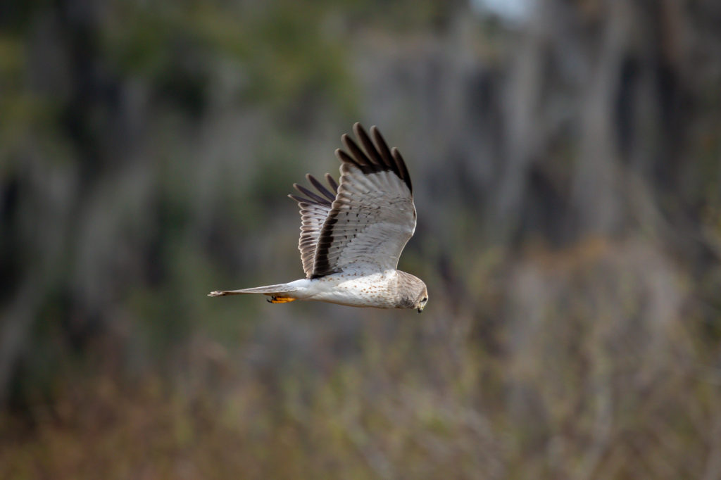 Male Northern Harrier Flyby