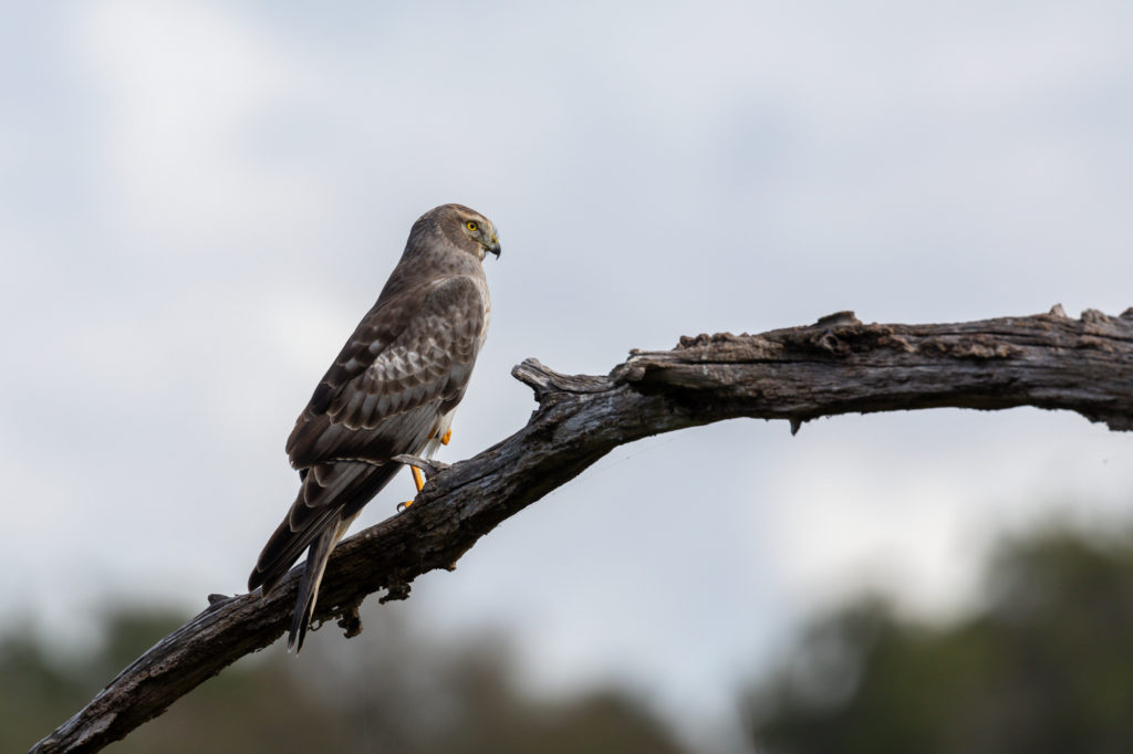 Male Northern Harrier Perched
