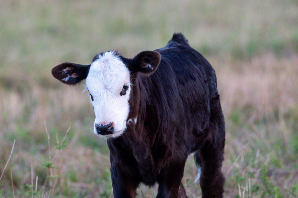 Cute Baby Cow