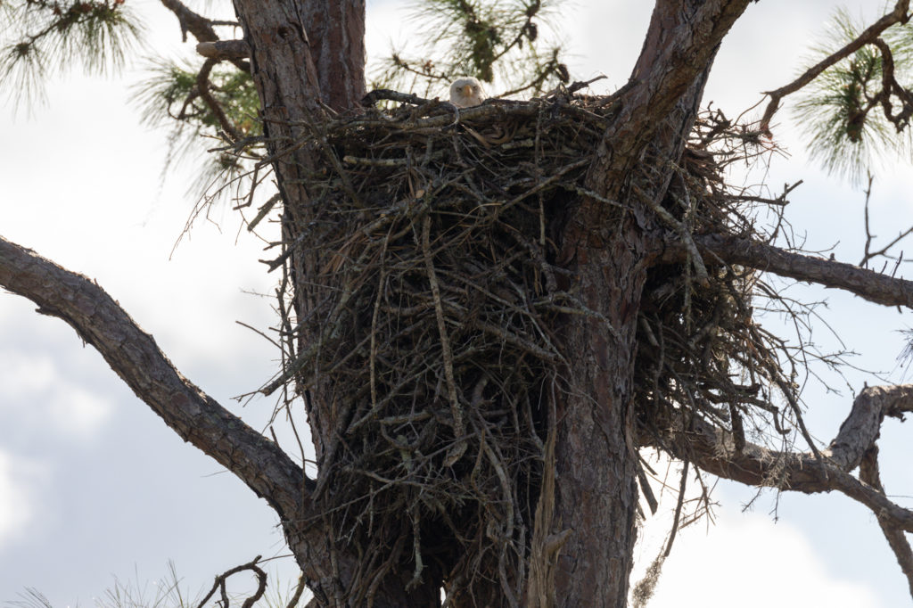 Bald Eagle on Nest