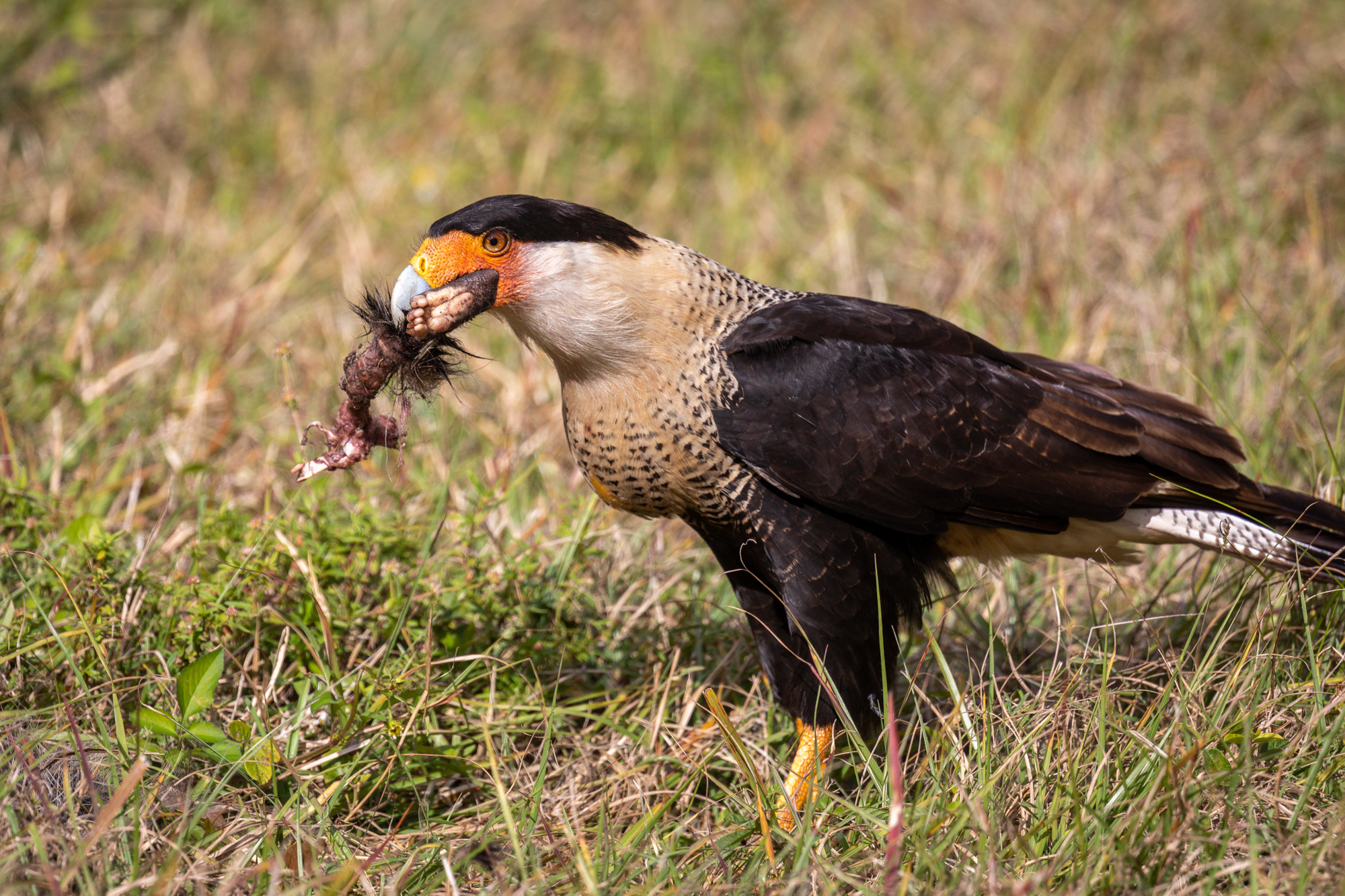 Crested Caracara with Roadkill Opossum