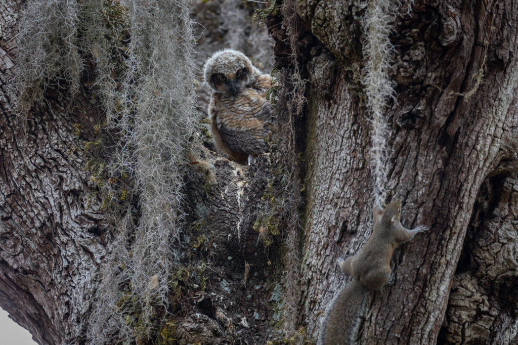 Great Horned Owl Young with Squirrel