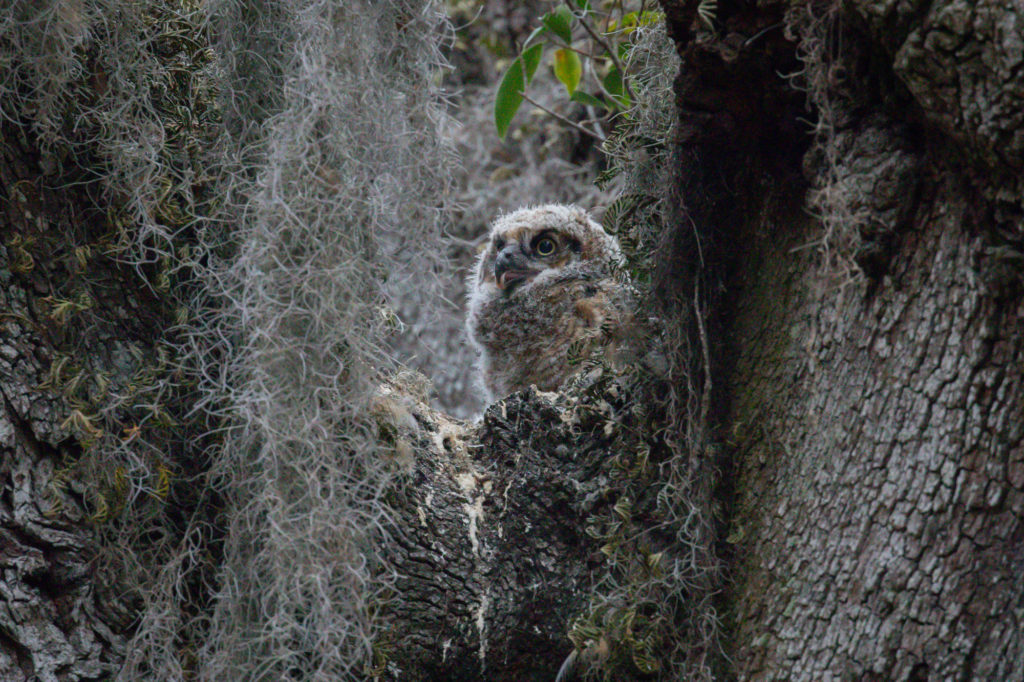 Great Horned Owl Young 