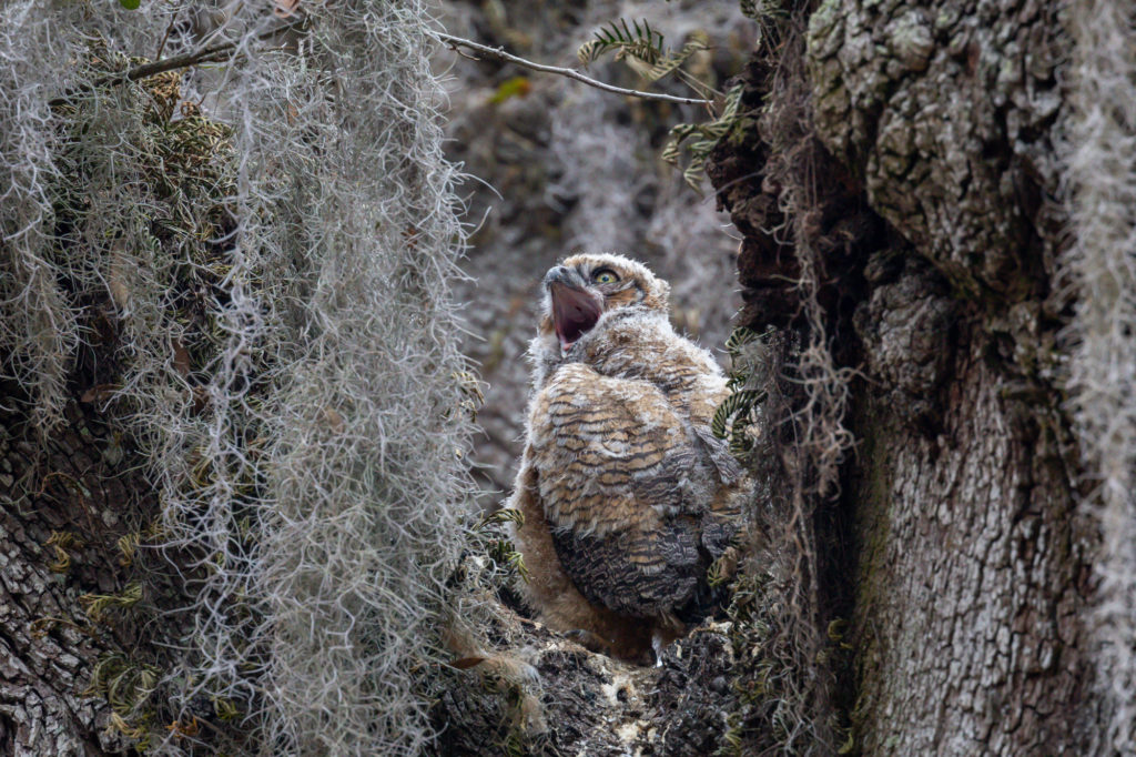 Great Horned Owl Young Yawn