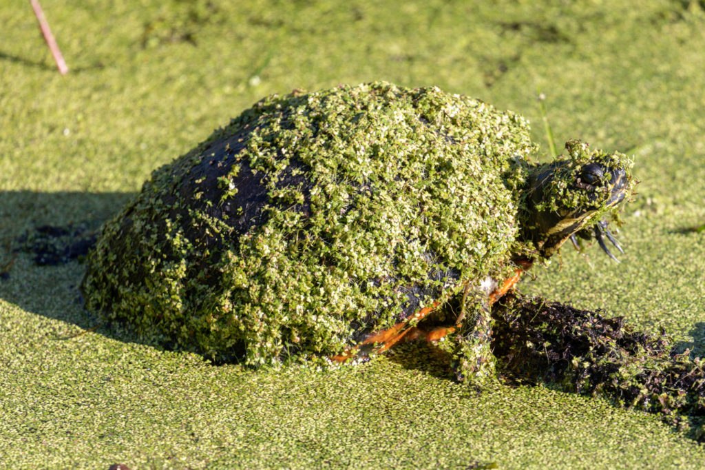 Algae Covered Turtle