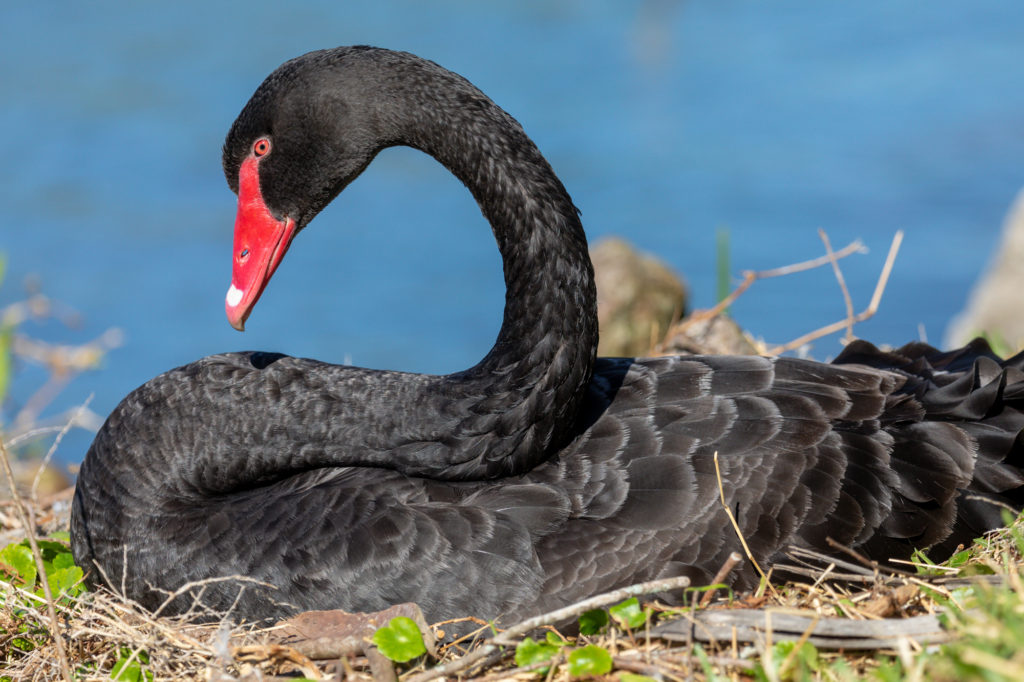 Black Swan (1)