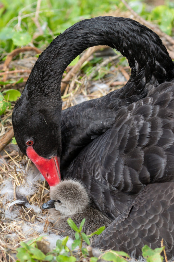 Black Swan and Ugly Duckling (1)