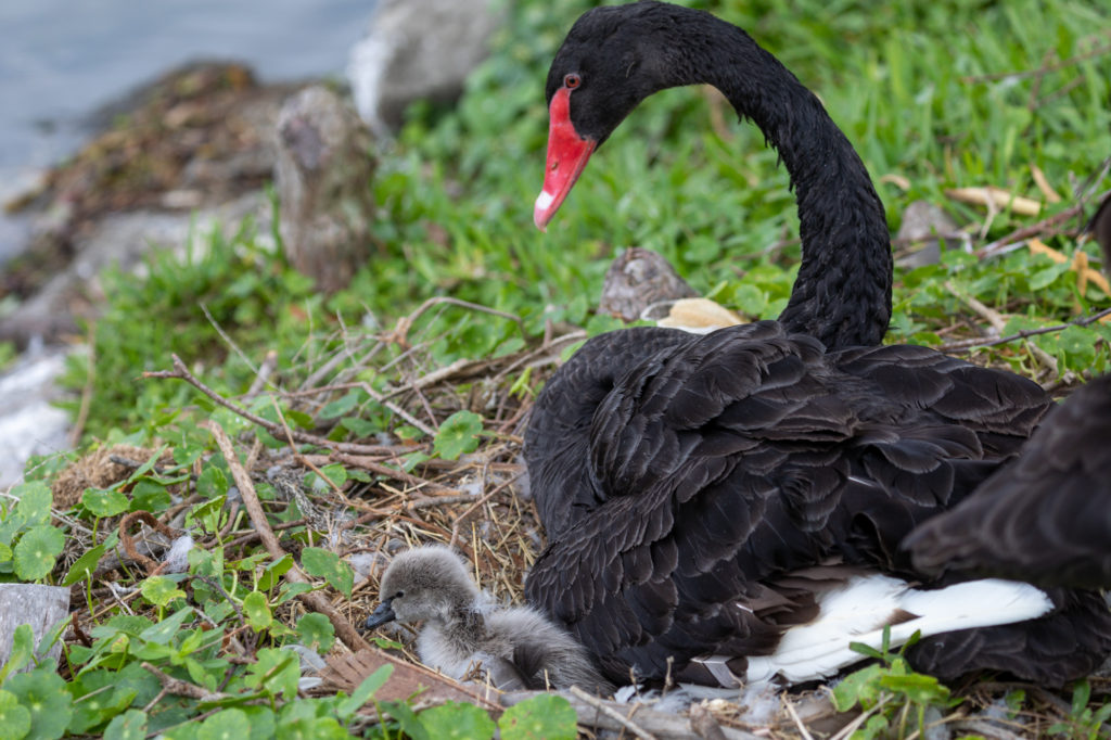 Black Swan and Ugly Duckling (3)